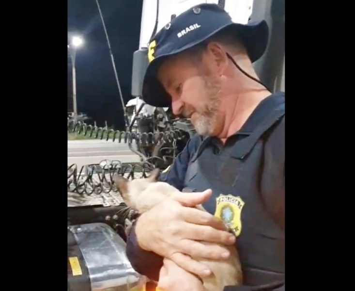 PRF resgata gatinha que viajava escondida debaixo de carreta