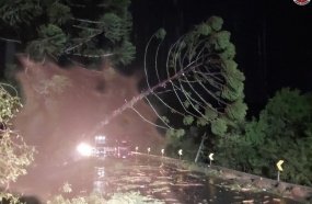 Temporal derruba pinheiros de grande porte e interdita SC-355