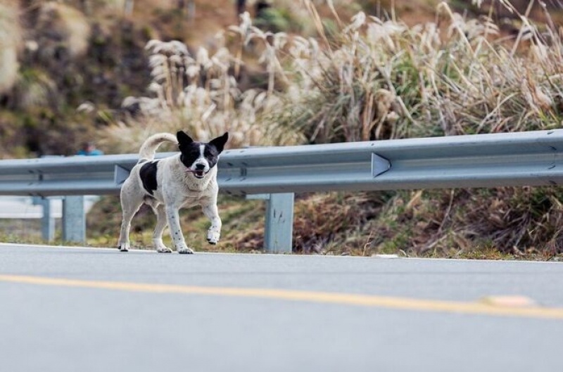 Concessionária indenizará família de motorista morto em acidente com animal na pista