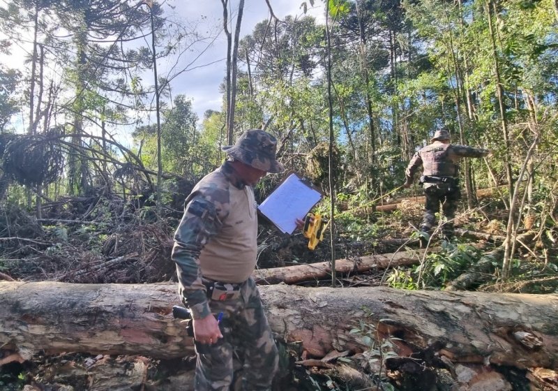 Fiscalização ambiental flagra desmatamento e corte ilegal de araucárias na região