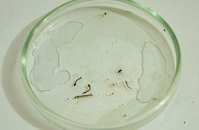 Larva do mosquito da dengue é encontrada em Joaçaba