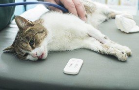 Região corre risco de epidemia de leucemia felina