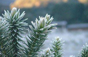 Frio intenso e geada ampla em SC no final de semana