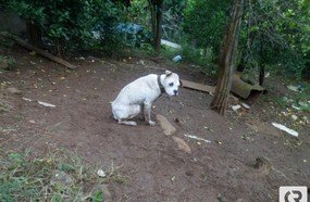 Polícia constata maus-tratos a cãozinho em Herval d´Oeste