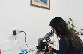 Herval conta com laboratório próprio para leitura de larvas