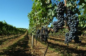 Videira sedia o seminário internacional da uva e do vinho