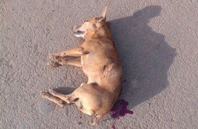 Cachorro é assassinado com um tiro no interior de Piratuba