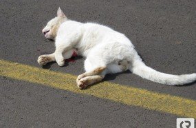 Revoltante: motorista atropela gato e não presta socorro