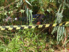 Jovem é assassinado com tiro no rosto em Ponte Serrada