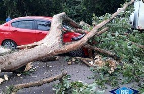 Árvore atinge veículos na SC-150, em Lacerdópolis