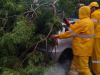 Temporal derruba árvores e destelha casas em Campos Novos