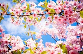 Primavera terá temperaturas acima da média em Santa Catarina