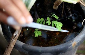 Pequenos recipientes são os principais criadouros do Aedes aegypti