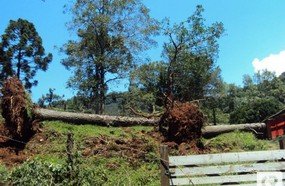 Temporal devasta propriedade no interior de Herval d´Oeste