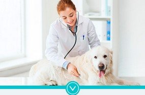 Acadêmicos de Medicina Veterinária podem realizar intercâmbio na Espanha