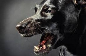 Mulher de Joaçaba é condenada por deixar cães atacarem vizinha