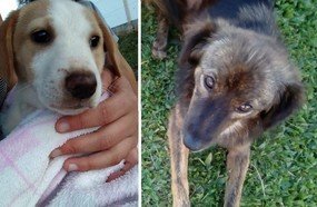 Cachorrinhas desapareceram do bairro Jardim das Hortências