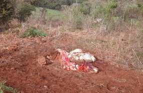 Abigeato: animal é abatido em Campos Novos