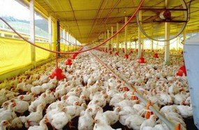 Santa Catarina quer ampliar exportação de carnes para a China
