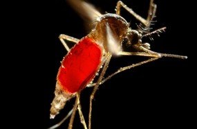 Santa Catarina registra primeiro caso de dengue autóctone do ano