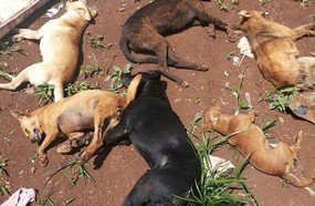 Atrocidade: cães são envenenados em Joaçaba