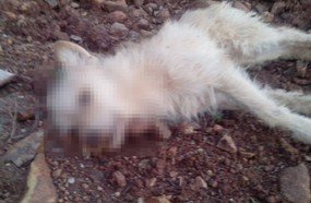 Cachorros são envenenados em Herval d´Oeste