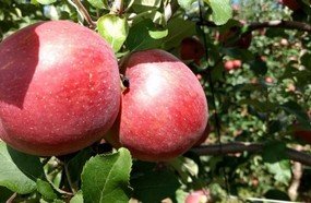 Fraiburgo vai exportar maçã fresca para a Índia