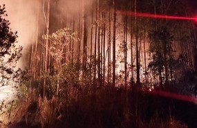 Incêndio consome 2 hectares de reflorestamento de pinus