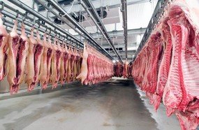 Exportação de carne suína catarinense bate recorde histórico