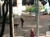 Homem é detido após agredir cachorro no centro de Joaçaba