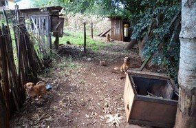 Polícia Militar constata maus tratos a animais em Erval Velho