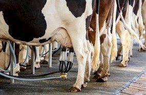 Região Sul se prepara para exportar leite