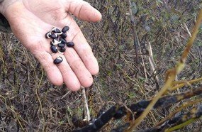 Santa Catarina contabiliza perdas devido ao excesso de chuvas