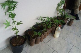 PM apreende mais de 30 pés de maconha em Videira