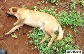 PM surpreende rapaz que atropelou cachorro em Pinheiro Preto
