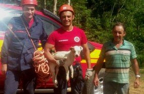 Cachorro é resgatado pelos Bombeiros 15 dias após cair de ribanceira