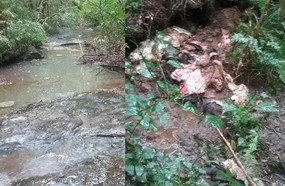 Boi furtado é encontrado abatido em Campos Novos
