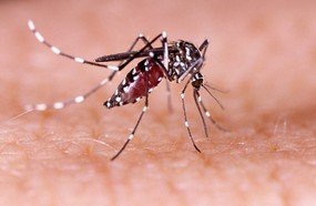 Focos do mosquito da dengue são encontrados em Herval d´Oeste