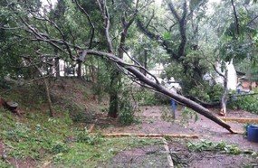 Temporal derruba árvores e destelha casas em Piratuba