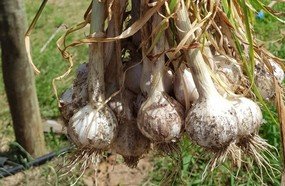Epagri desenvolve tecnologia para produzir alho em regiões quentes