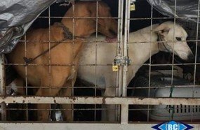 PM flagra transporte irregular de animas em Capinzal