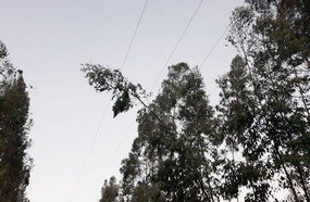 Vegetação na rede é principal causa da queda de energia elétrica