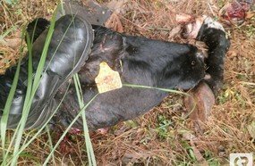 Gado é abatido por ladrões em Campina da Alegria