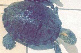 Final feliz: família consegue encontrar tartarugas