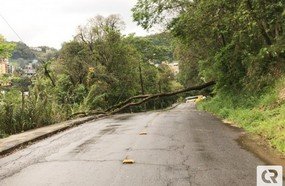 Vento derruba árvore sobre a rede elétrica em Joaçaba