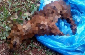 Cachorro é encontrado enforcado no centro de Jaborá