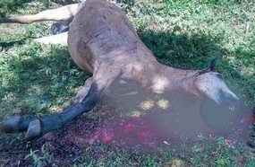 Polícia identifica homem que matou égua a pauladas em Catanduvas