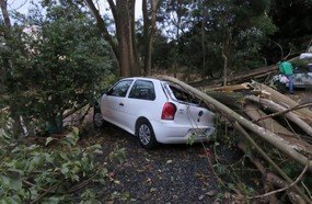 Vento derruba árvores sobre veículos em estacionamento