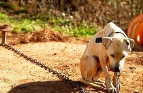 Senado aprova aumento de pena para agressores de cães e gatos