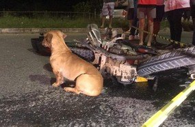 Cachorro “chora” em local de acidente de trânsito em SC